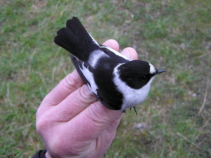 Collared Flycatcher, Sundre 20100511